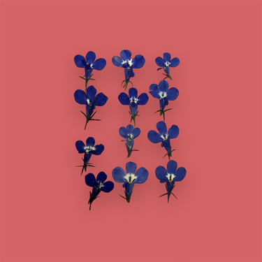 Gedroogde blauwe bloemen