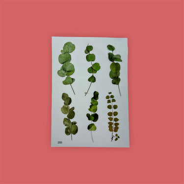 Transparante eucalyptus stickers