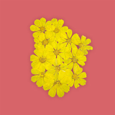 Grote gele bloemen