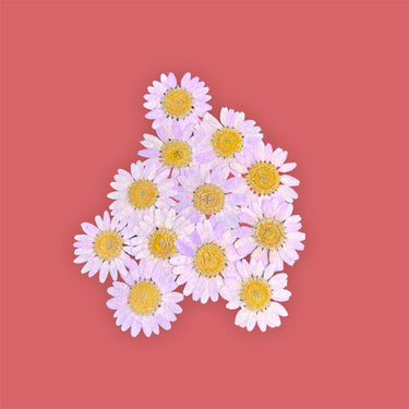 Gänseblümchen lila