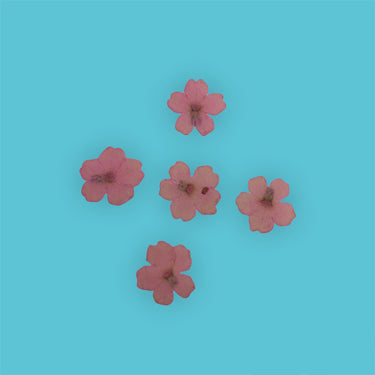 Sakura-Blumen div. Färben